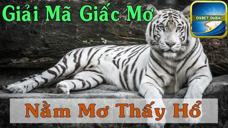 Chiêm bao thấy hổ có ý nghĩa gì?