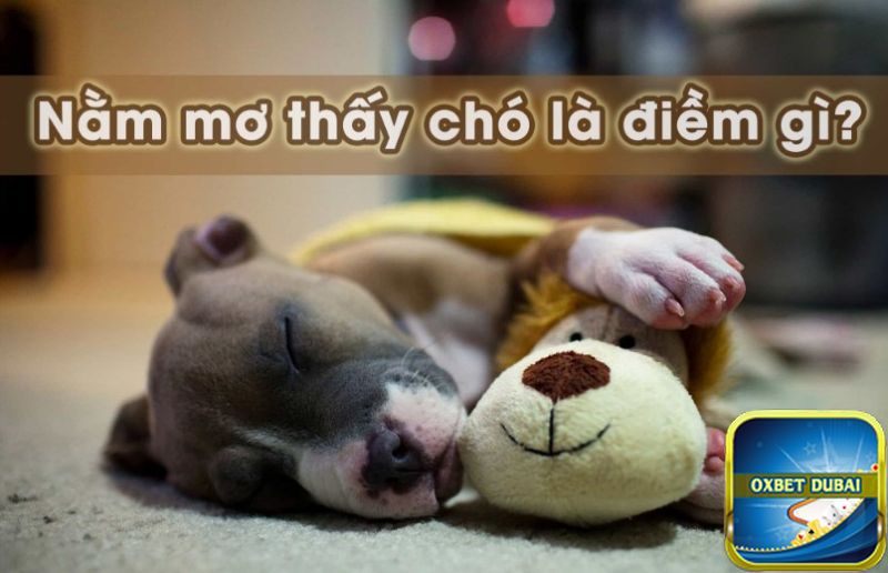 Mộng thấy chó đẻ là điềm báo gì? 