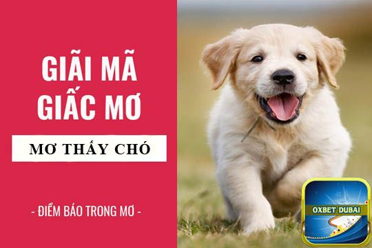 Mơ thấy chó có ý nghĩa như thế nào?